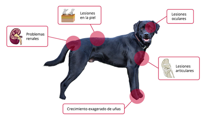 Cómo prevenir la leishmaniosis