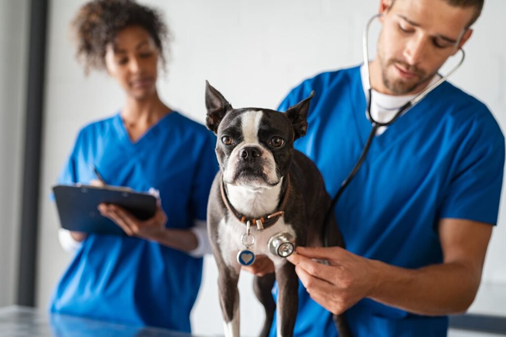 auxiliar técnico de veterinaria
