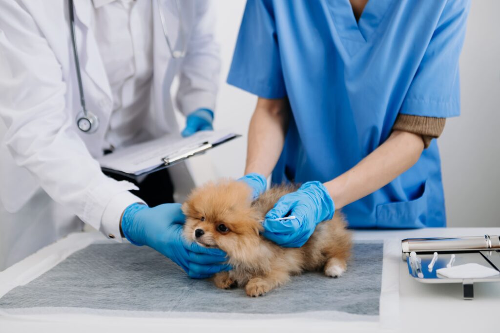 rol del auxiliar técnico de veterinaria