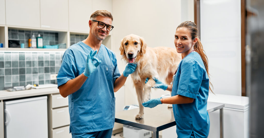auxiliar veterinario