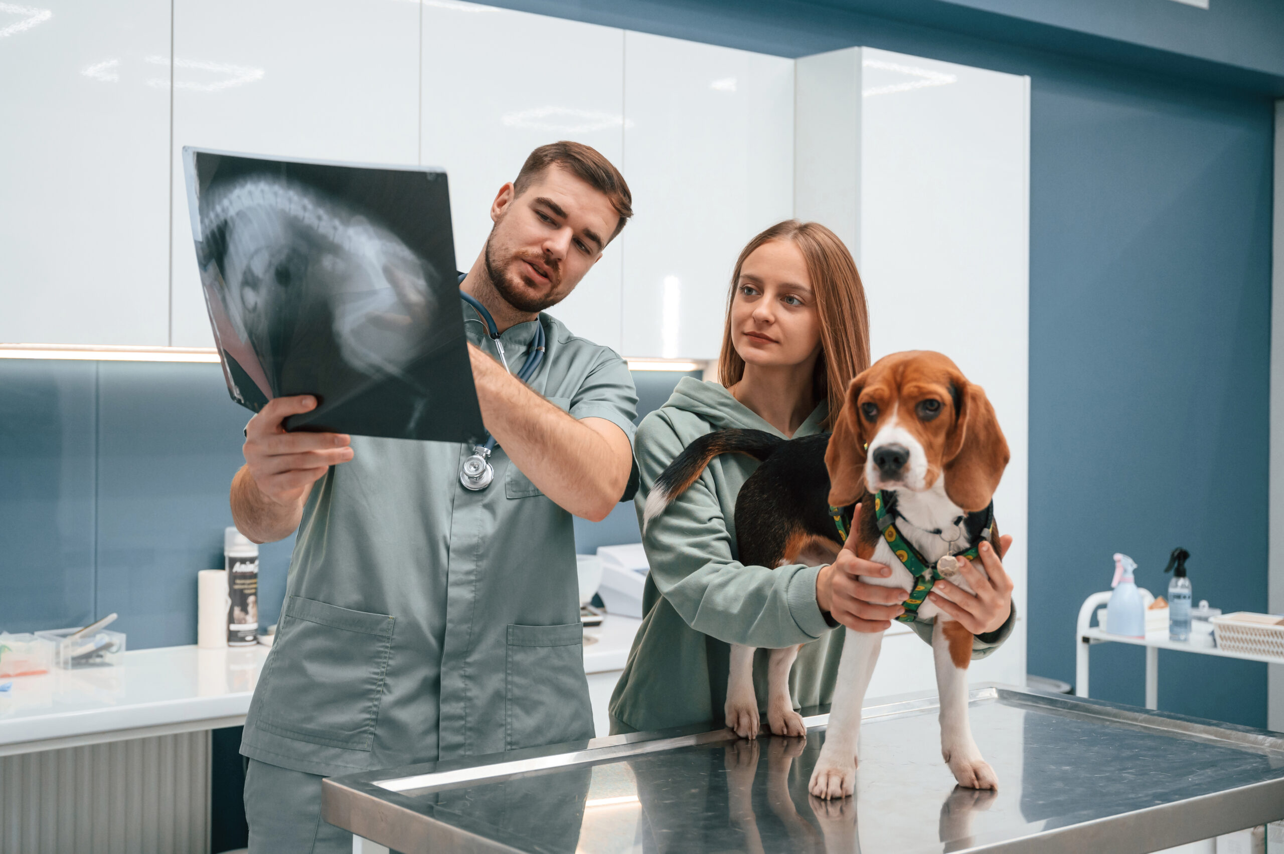 auxiliar veterinario